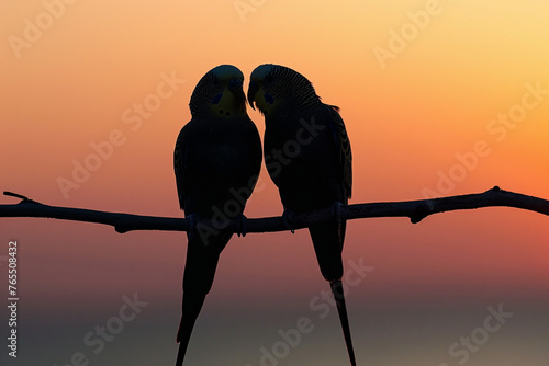 two couple silhouetted budgerigars at dusk with a sunset backdrop photo