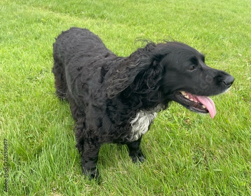 Obraz na płótnie cocker spaniel