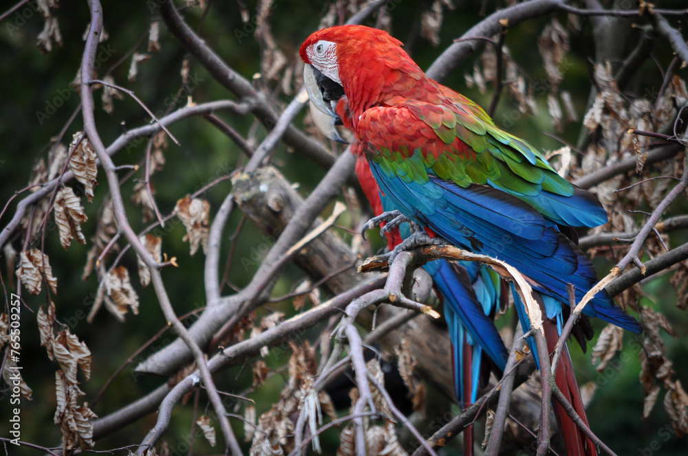 Bunter Papagei im Baum: Exotische Schönheit