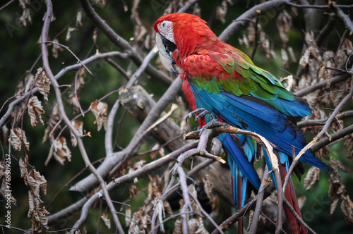 Bunter Papagei im Baum: Exotische Schönheit