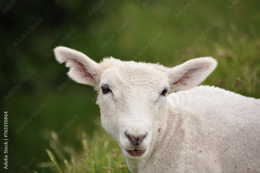 Junges Schaf auf der Weide