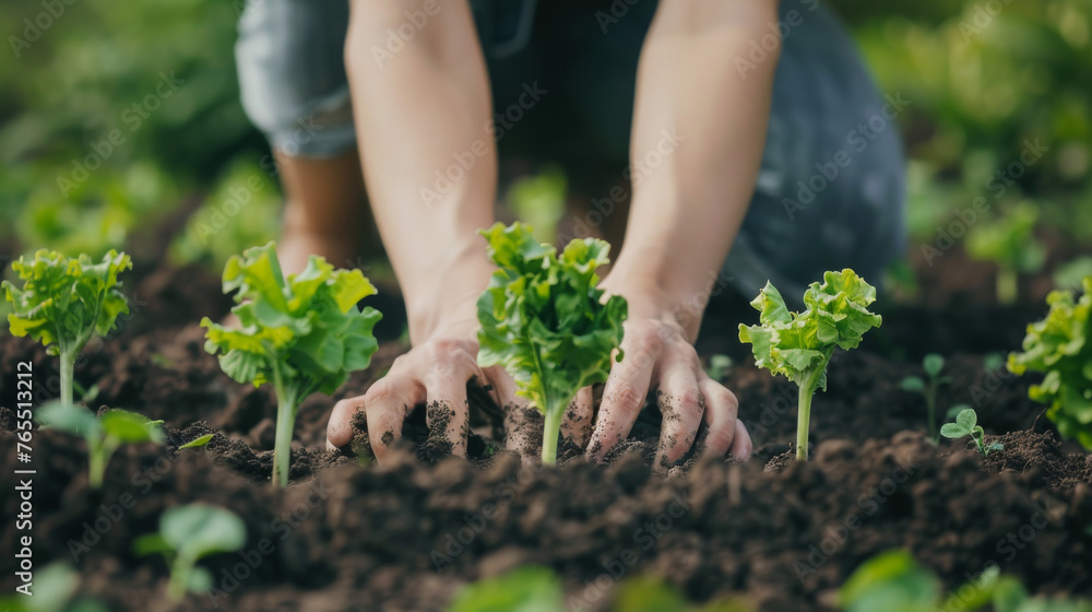 Woman Planting Lettuce for an Organic Garden Woman Planting Lettuce for an Organic Garden