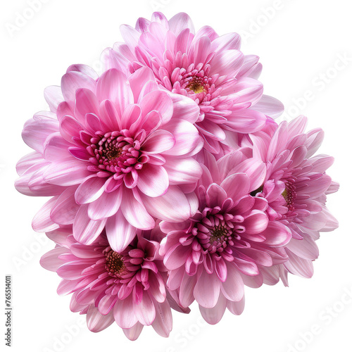 Pink chrysanthemum flowers isolated on transparent background