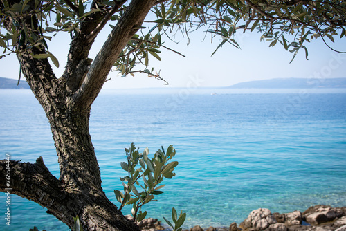 Olivenbaum am türkisblauen Meer