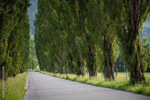 Pappelallee entlang einer Straße