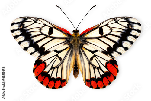 Beautiful Cramer Eighty-eight (Diaethria clymena) butterfly isolated on a white background with clipping path photo