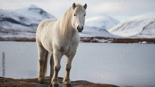 Horses that live in cold regions And have a strong and perfect body.