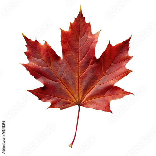 Red maple leaf. isolated on transparent background.