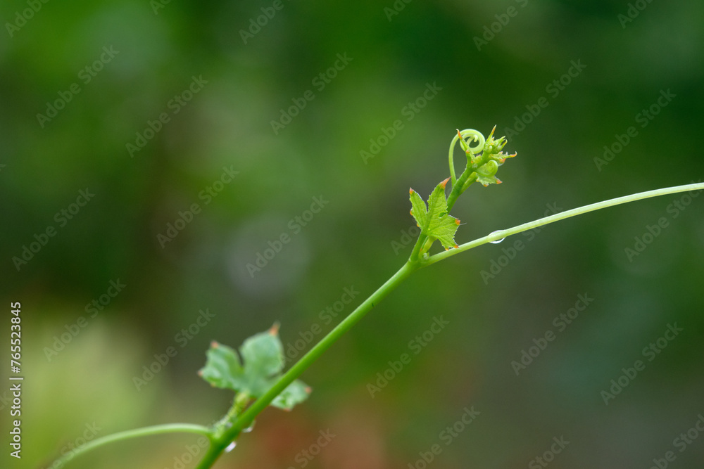 Fresh green leaves nature background Fresh green leaves nature background