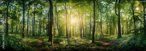 panoramic view of a beautiful green forest with tall trees and sunlight shining through the leaves, Forest panorama with sun rays © Konrad