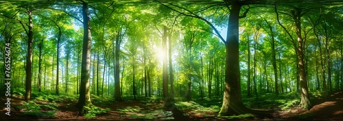 panoramic view of a beautiful green forest with tall trees and sunlight shining through the leaves  Forest panorama with sun rays