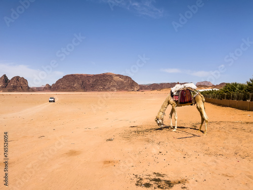 Wide angle shot of a Camel eating in the desert next to palm trees and amazing rock formations