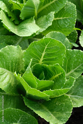 fresh green Head Lettuce close up