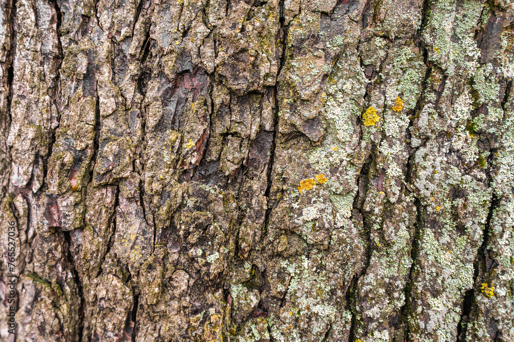 Tree bark close-up with yellow and green lichen.
Tree bark close-up with yellow and green lichen.