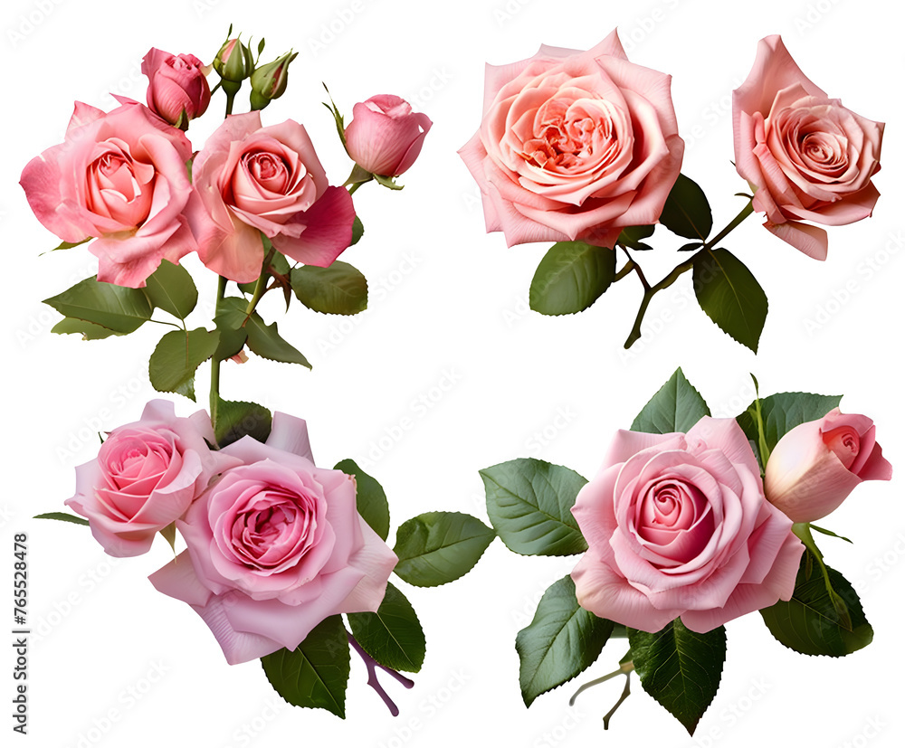 Set of beautiful pink roses in full bloom, with soft petals and green leaves, cut out Set of beautiful pink roses in full bloom, with soft petals and green leaves, cut out
