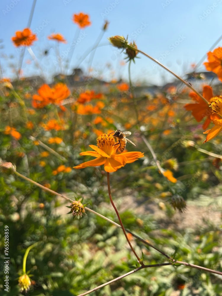 The orange garden cosmos flower with a honeybee
