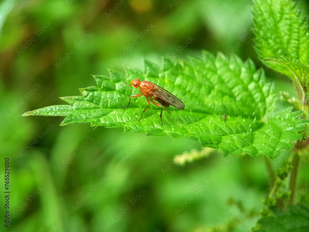 Fly on leaf Fly on leaf