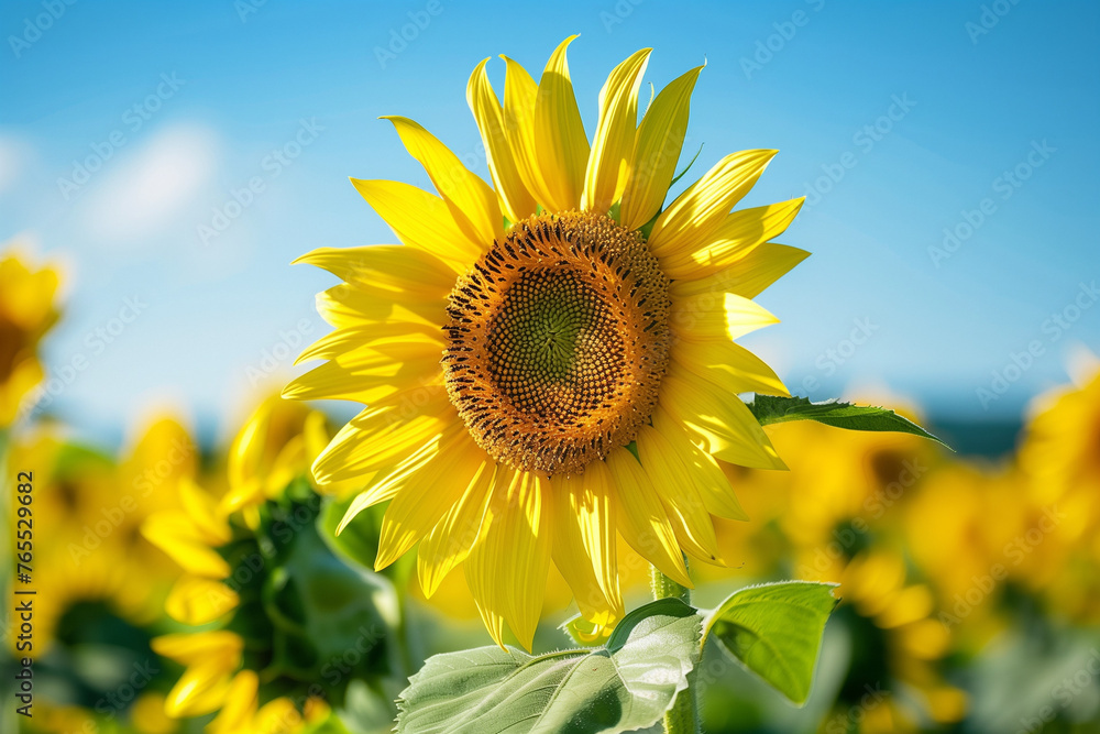 From a close-up perspective, a vibrant sunflower stands proudly amidst a sunflower farm, bathed in the radiant glow of a sunny summer day, highlighting the innate beauty and allure of the season. From a close-up perspective, a vibrant sunflower stands proudly amidst a sunflower farm, bathed in the radiant glow of a sunny summer day, highlighting the innate beauty and allure of the season.