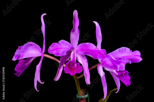 Cattleya lawrenceana flamea, a species orchid flower with violet purple coloring.	 photo