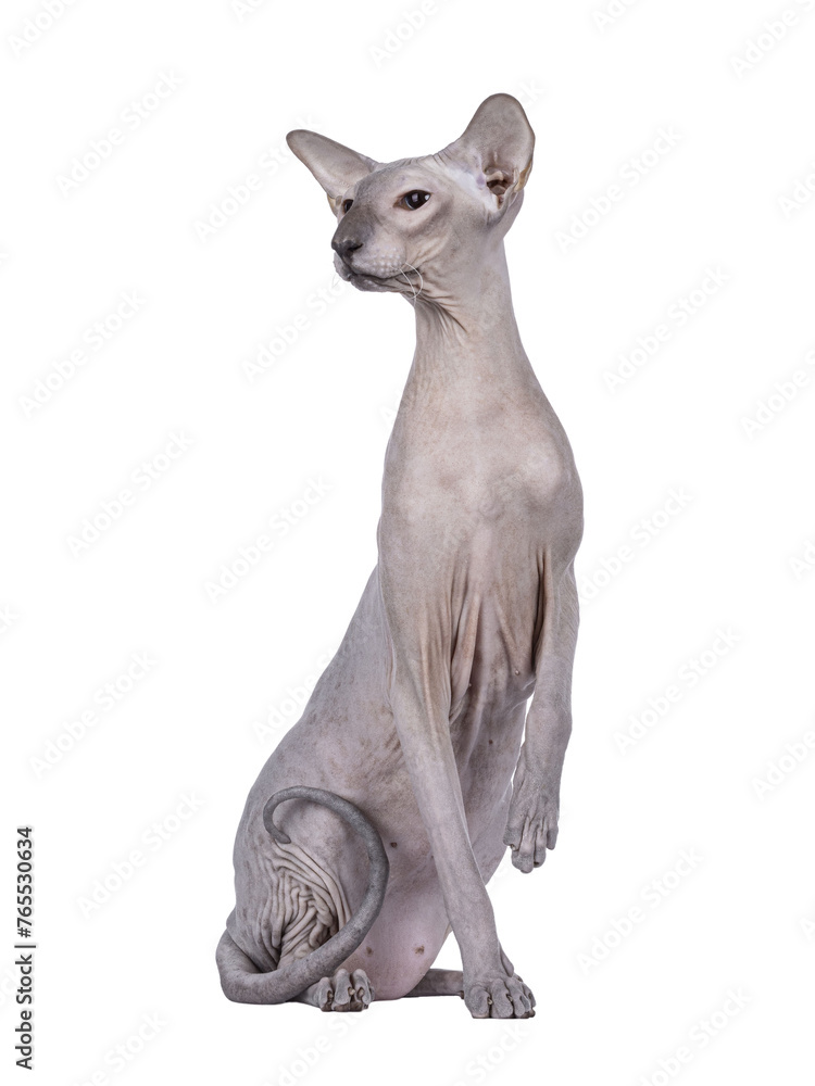 Blue point Peterbald cat, sitting up facing front like statue. Looking to the side away from camera. One paw up. Isolated cutout on a transparent background.
