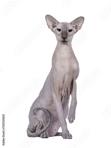 Konstfotografi Blue point Peterbald cat, sitting up facing front like statue