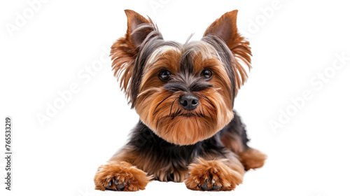 Adorable Yorkshire Terrier Puppy Sitting in Studio Isolated on White Background
