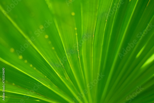 Green texture of banana palm tree leaf. Nature background. Green texture of palm tree leaf. Nature background. strip green line on palm leaf abstract texture backdrop. Batumi  Georgia. shadows