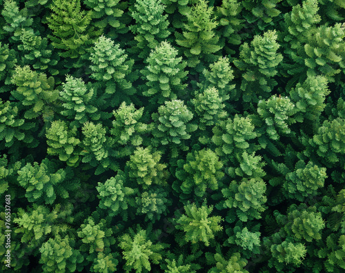 Drone view of dense green trees in forest. High quality photo