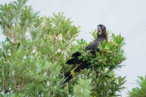 A yellow tailed black cockatoo sitting high in a protea tree photo