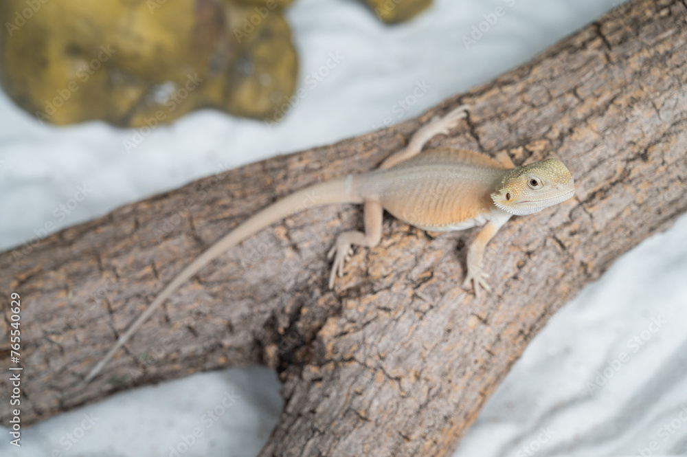 Fototapeta premium bearded dragon on ground with blur background