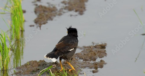 Crested myna (Acridotheres cristatellus) or Chinese starling bird bathing on the ground. High definition shot at 4K, 60 fps video footage. photo