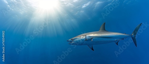 Wallpaper Mural  A Great White Shark glides in cerulean depths close to the water's surface under radiant sunlight Torontodigital.ca