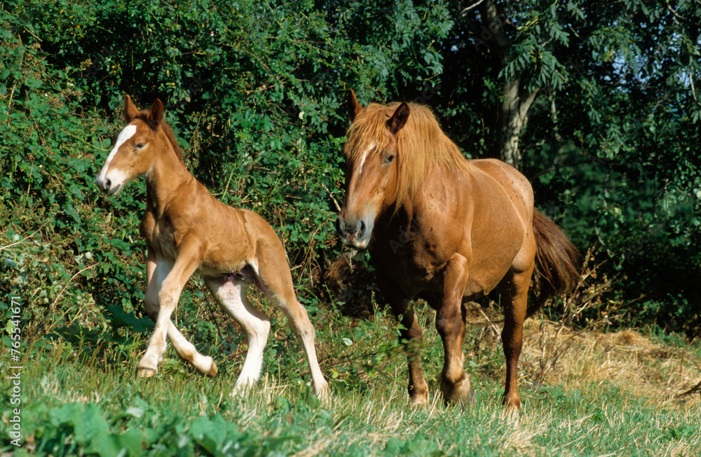 Cheval de trait, femelle et jeune, race Comtois Cheval de trait, femelle et jeune, race Comtois