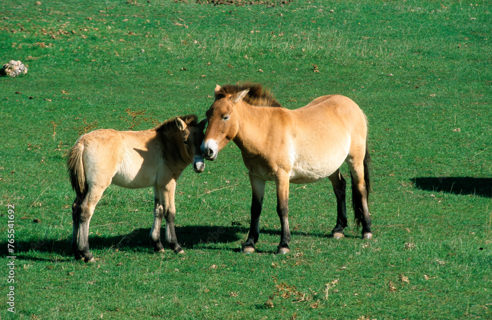 Obraz premium cheval de Przewalski, equus przewalski, site de reproduction, Causse Mejean, patrimoine mondial de l'UNESCO, Parc naturel régional des Grands Causses, Lozère, 48, France