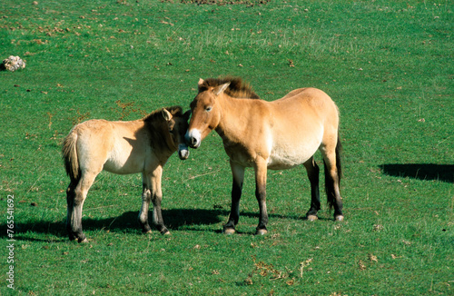 cheval de Przewalski  equus przewalski  site de reproduction  Causse Mejean  patrimoine mondial de l UNESCO  Parc naturel r  gional des Grands Causses  Loz  re  48  France