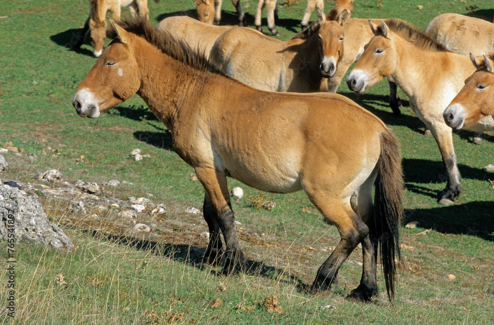 Fototapeta premium cheval de Przewalski, equus przewalski, site de reproduction, Causse Mejean, patrimoine mondial de l'UNESCO, Parc naturel régional des Grands Causses, Lozère, 48, France