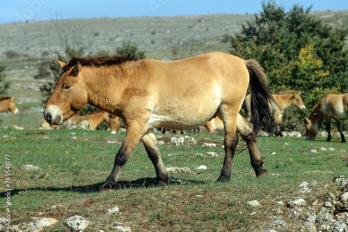 cheval de Przewalski, equus przewalski, site de reproduction, Causse Mejean, patrimoine mondial de l'UNESCO, Parc naturel régional des Grands Causses, Lozère, 48, France