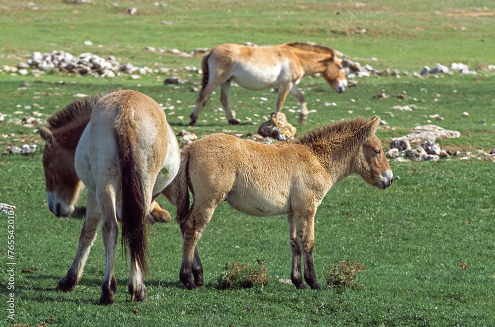 Fototapeta premium cheval de Przewalski, equus przewalski, site de reproduction, Causse Mejean, patrimoine mondial de l'UNESCO, Parc naturel régional des Grands Causses, Lozère, 48, France
