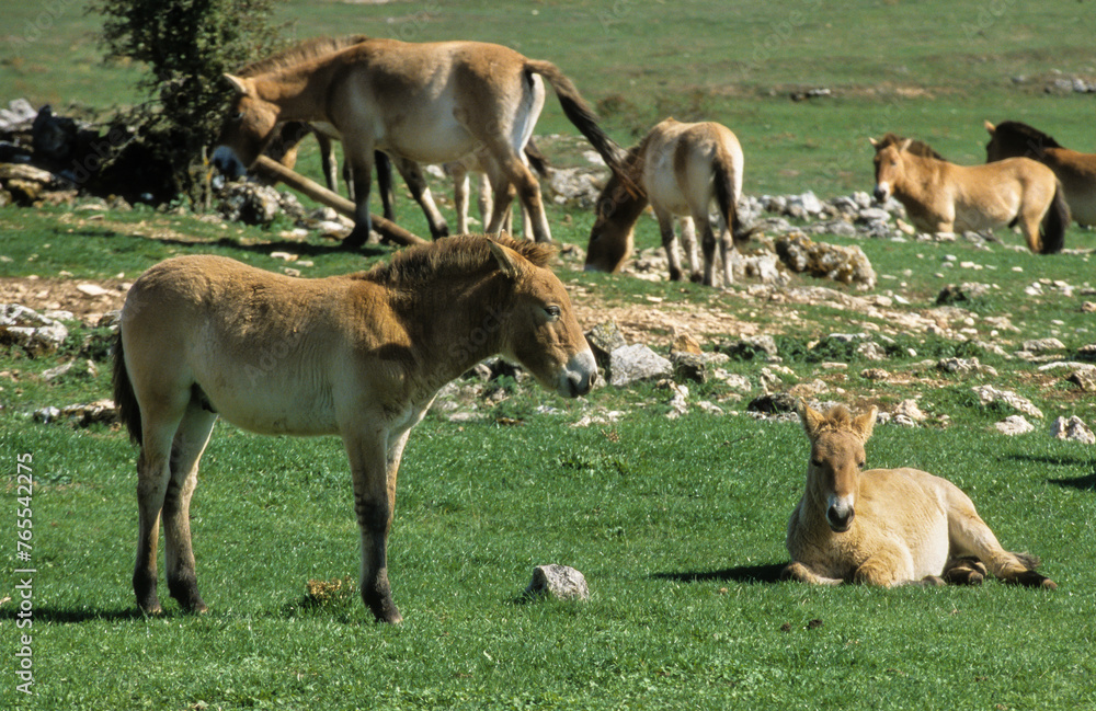 Obraz premium cheval de Przewalski, equus przewalski, site de reproduction, Causse Mejean, patrimoine mondial de l'UNESCO, Parc naturel régional des Grands Causses, Lozère, 48, France