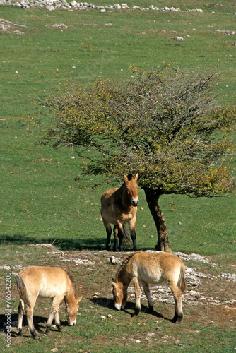 cheval de Przewalski  equus przewalski  site de reproduction  Causse Mejean  patrimoine mondial de l UNESCO  Parc naturel r  gional des Grands Causses  Loz  re  48  France