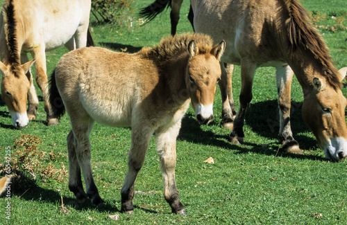 cheval de Przewalski, equus przewalski, site de reproduction, Causse Mejean, patrimoine mondial de l'UNESCO, Parc naturel régional des Grands Causses, Lozère, 48, France photo