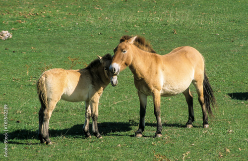 cheval de Przewalski, equus przewalski, site de reproduction, Causse Mejean, patrimoine mondial de l'UNESCO, Parc naturel régional des Grands Causses, Lozère, 48, France © JAG IMAGES