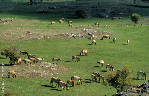 cheval de Przewalski, equus przewalski, site de reproduction, Causse Mejean, patrimoine mondial de l'UNESCO, Parc naturel régional des Grands Causses, Lozère, 48, France photo