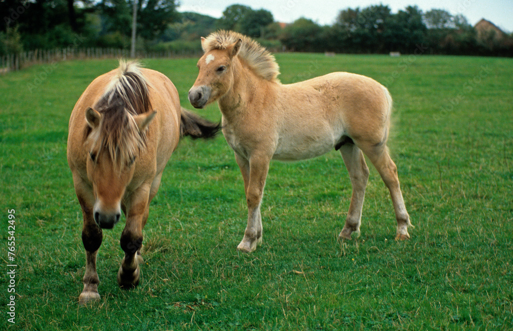 Cheval, race Henson, jeune et femelle, Baie de Somme, 80, Somme, France Cheval, race Henson, jeune et femelle, Baie de Somme, 80, Somme, France