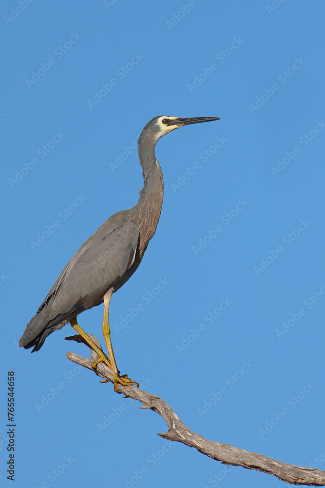 Obraz premium White-faced heron (Egretta novaehollandiae) on a perch overlooking Lake Yealering in the Wheatbelt of Western Australia