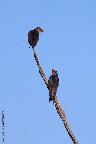 A pair of Welcome Swallows (Hirundo neoxena) on a perch looking at one another.  At Lake Yealering in the Wheatbelt of Western Australia. photo