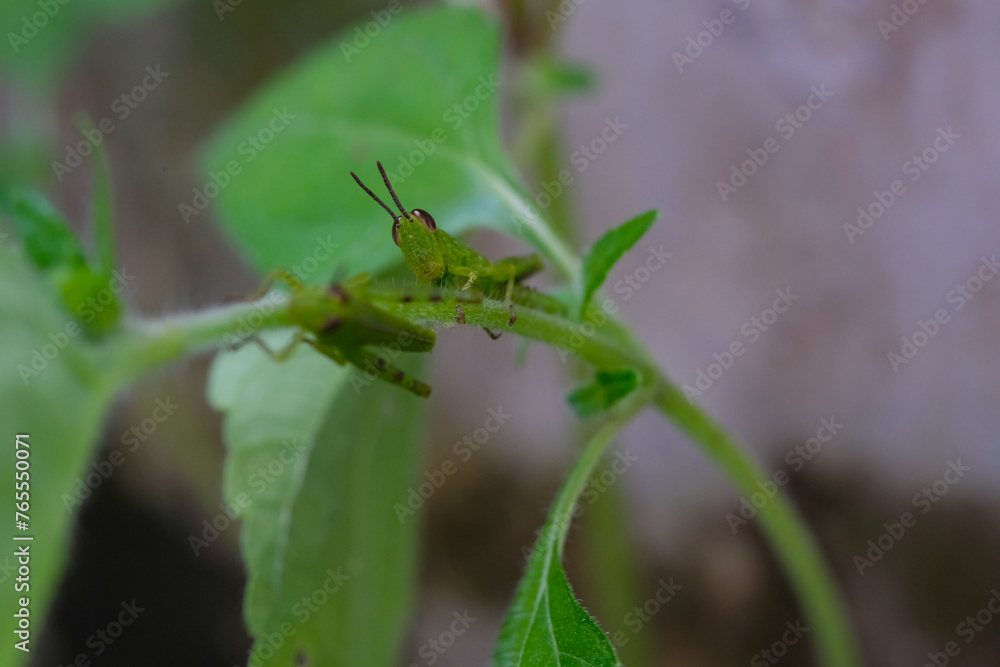 Closeup photo of green grasshopper resting on a wild plant stem. Green grasshopper or Oxya chinensis. Animal photography. Animal themes. Selective Focus. Macrophotography. Shot in Macro lens Closeup photo of green grasshopper resting on a wild plant stem. Green grasshopper or Oxya chinensis. Animal photography. Animal themes. Selective Focus. Macrophotography. Shot in Macro lens