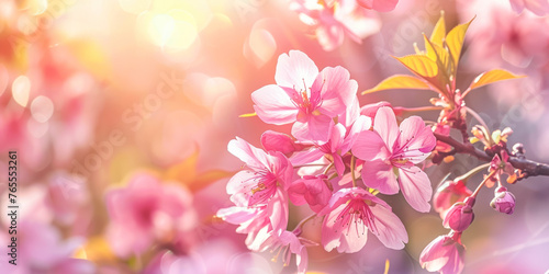 Horizontal banner with sakura flowers of pink color on sunny backdrop. Beautiful nature spring background.
