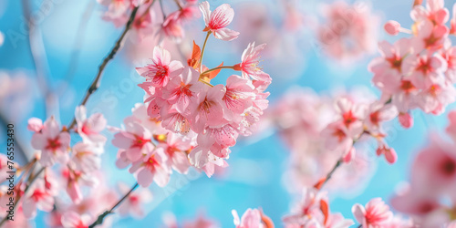 Selective focus of beautiful branches of pink Cherry blossoms on the tree under blue sky.