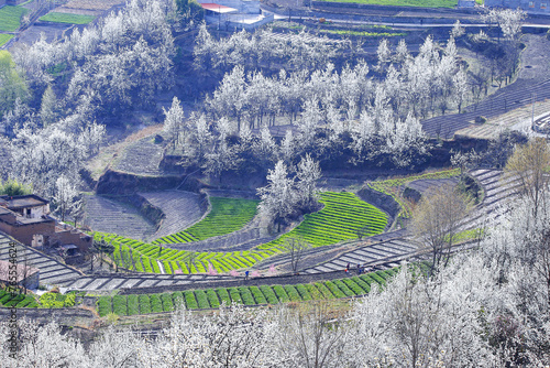 Scenery of Jinchuan Pear Blossom Festival in Western Sichuan photo